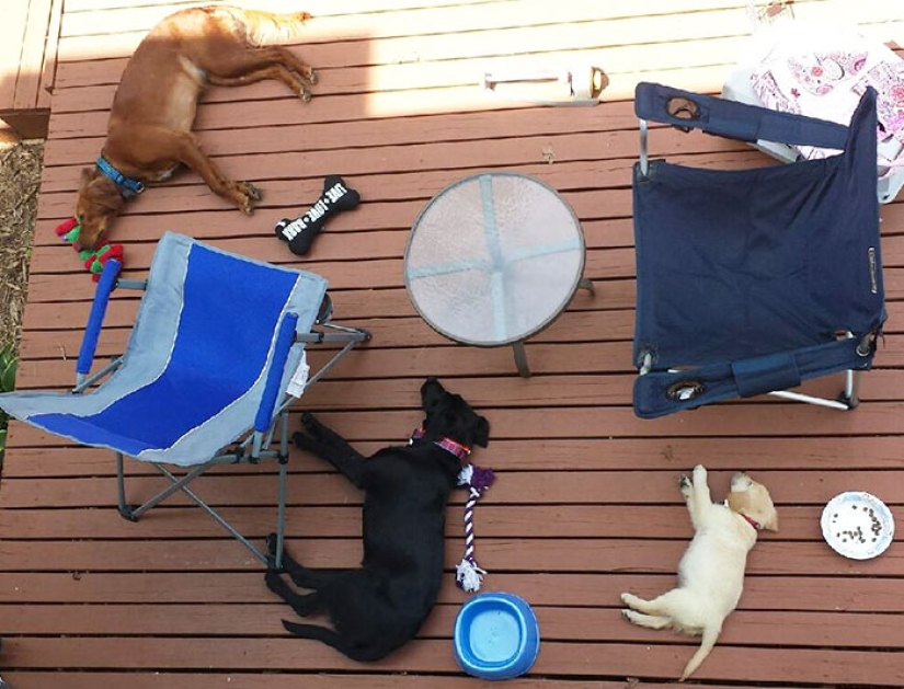 Four-legged happiness: what life is like when there are more than two dogs in the house Four-legged happiness: what life is like when there are more than two dogs in the house