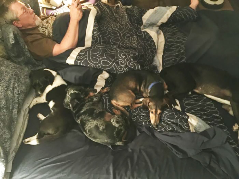 Four-legged happiness: what life is like when there are more than two dogs in the house Four-legged happiness: what life is like when there are more than two dogs in the house