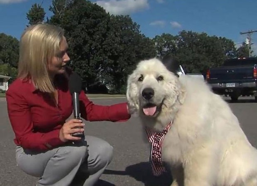Four times re-elected dog mayor from the USA will leave his post for retirement