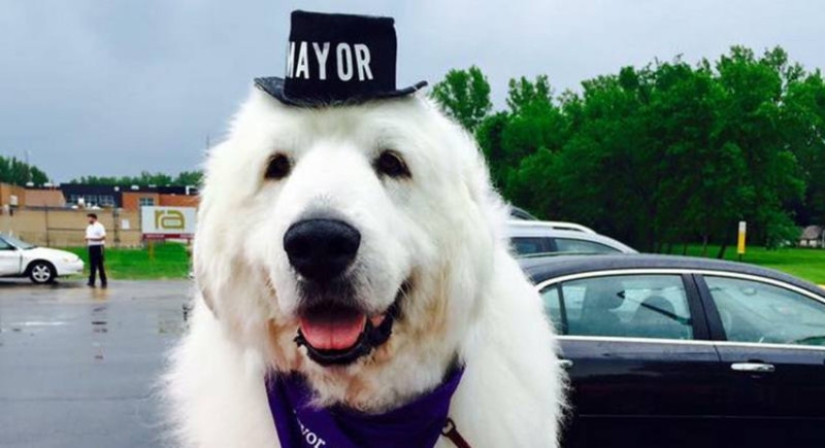 Four times re-elected dog mayor from the USA will leave his post for retirement