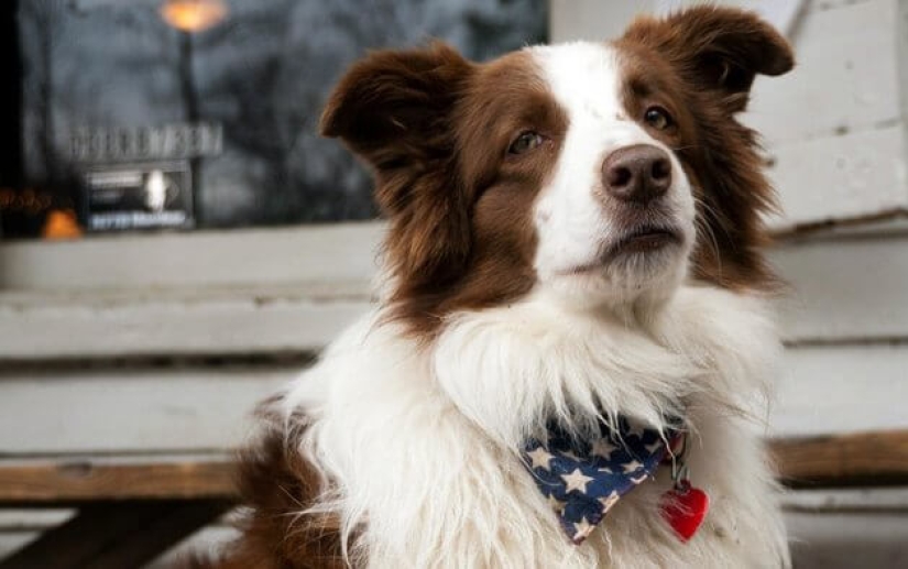 Four times re-elected dog mayor from the USA will leave his post for retirement