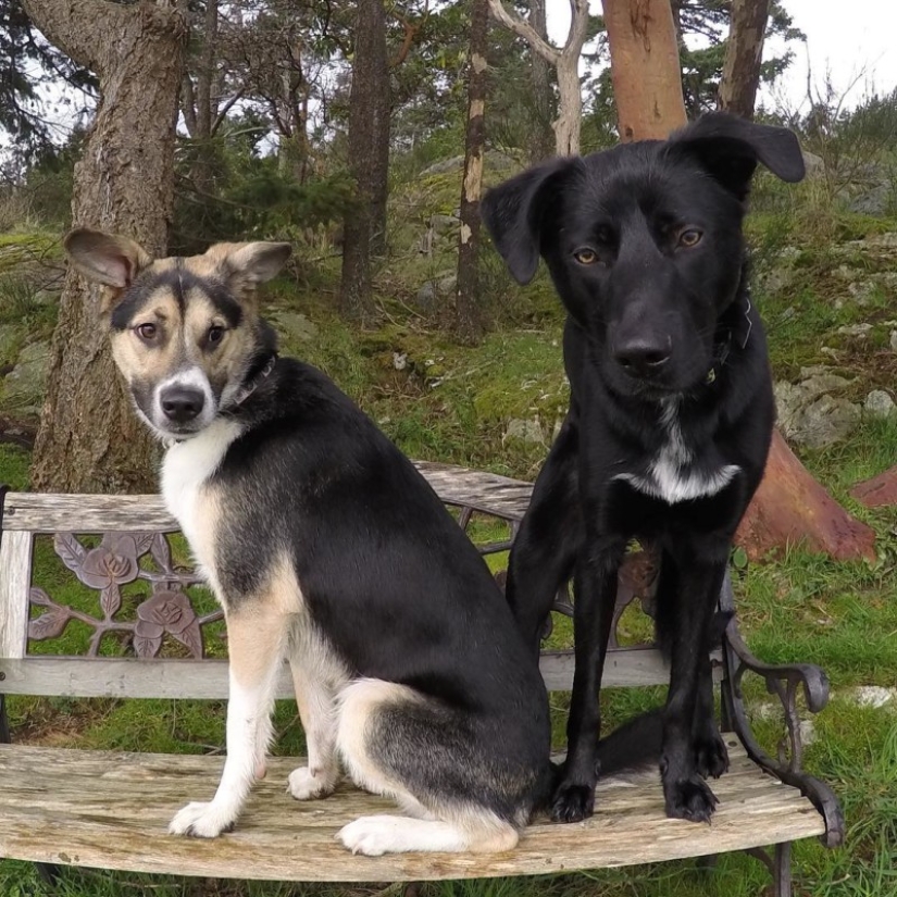 Freestyle skier Gus Kenworthy will bring a rescued dog from Pyeongchang instead of a medal Freestyle skier Gus Kenworthy will bring a rescued dog from Pyeongchang instead of a medal