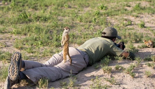 Friendship between meerkats and photographer