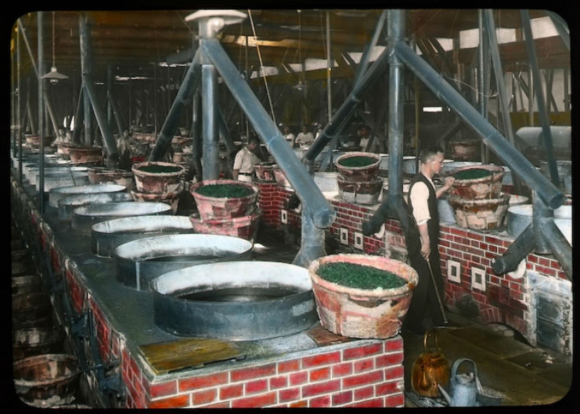 From the bush to the consumer: how tea production took place in Japan at the beginning of the XX century