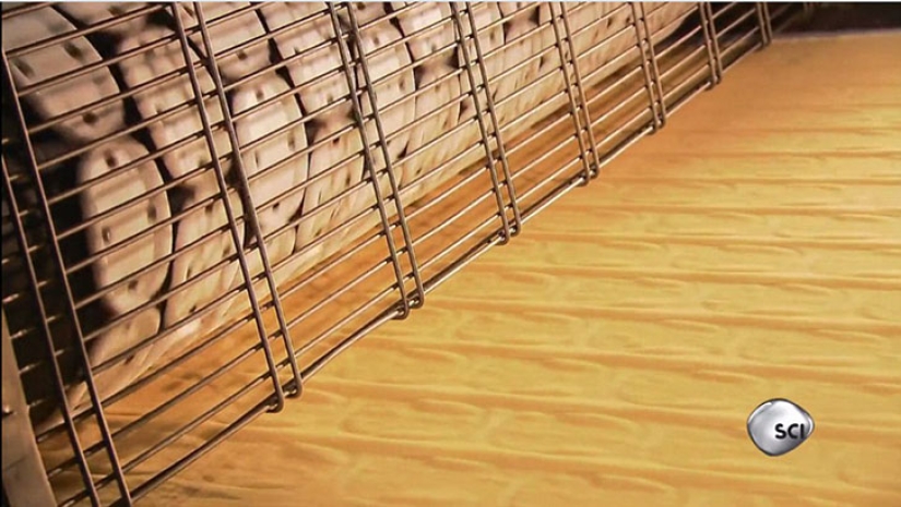 From what, from what, from what are... Pringles chips made of