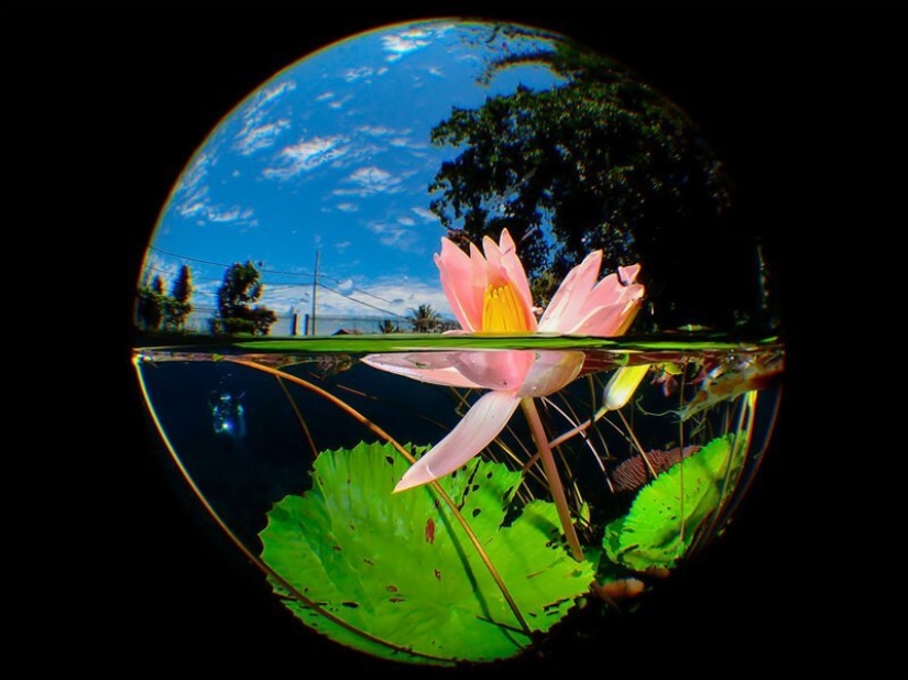 Full immersion: the best photos of the underwater world 2020