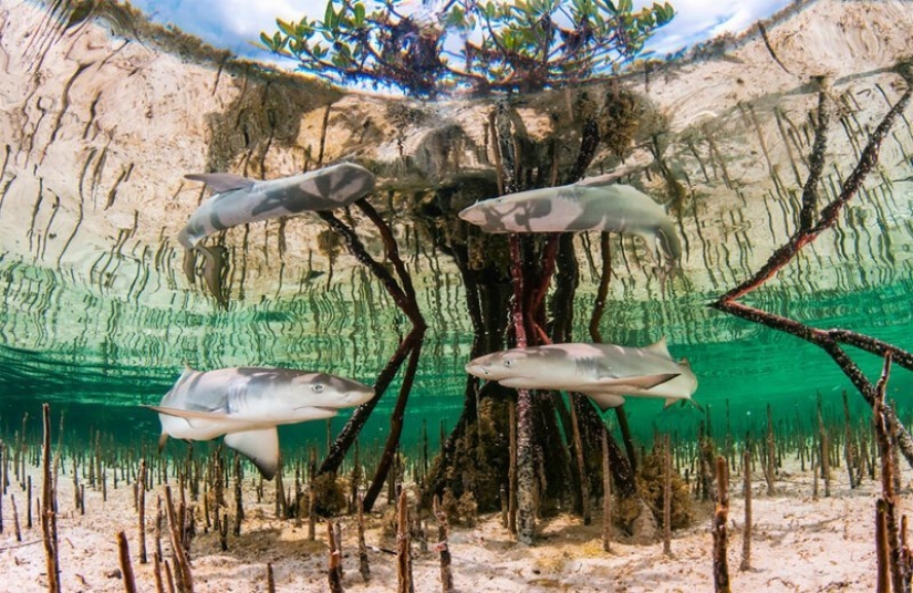 Full immersion: the best photos of the underwater world 2020