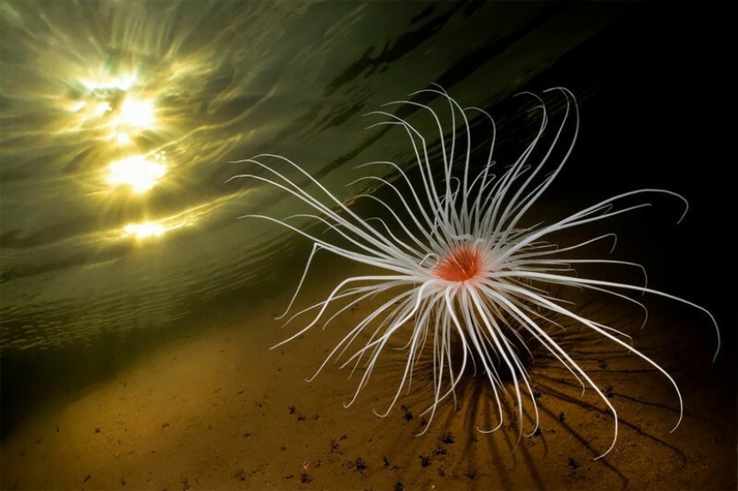 Full immersion: the best photos of the underwater world 2020