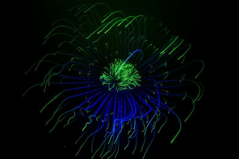 Full immersion: the best photos of the underwater world 2020