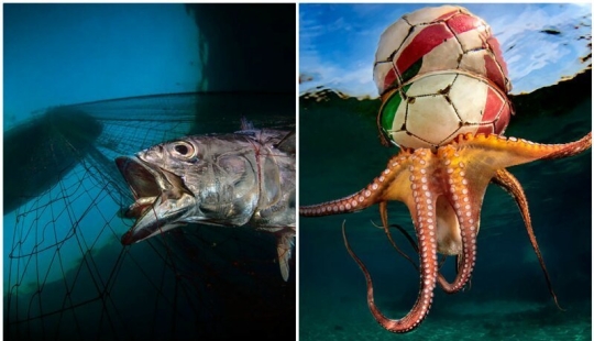 Full immersion: the best photos of the underwater world 2020