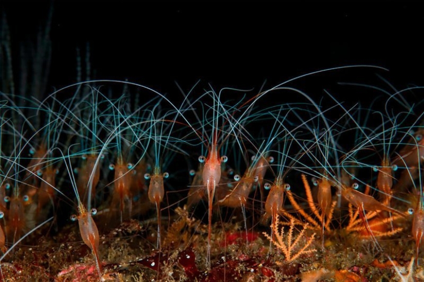 Full immersion: the best photos of the underwater world 2020