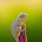 Funny little chameleons
