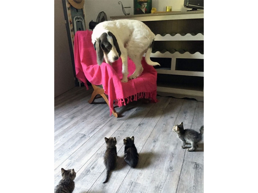 Funny shots of the complicated relationship between cats and dogs Funny shots of the complicated relationship between cats and dogs