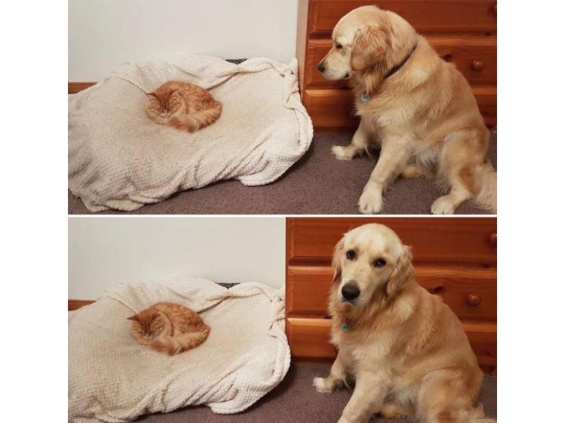 Funny shots of the complicated relationship between cats and dogs Funny shots of the complicated relationship between cats and dogs