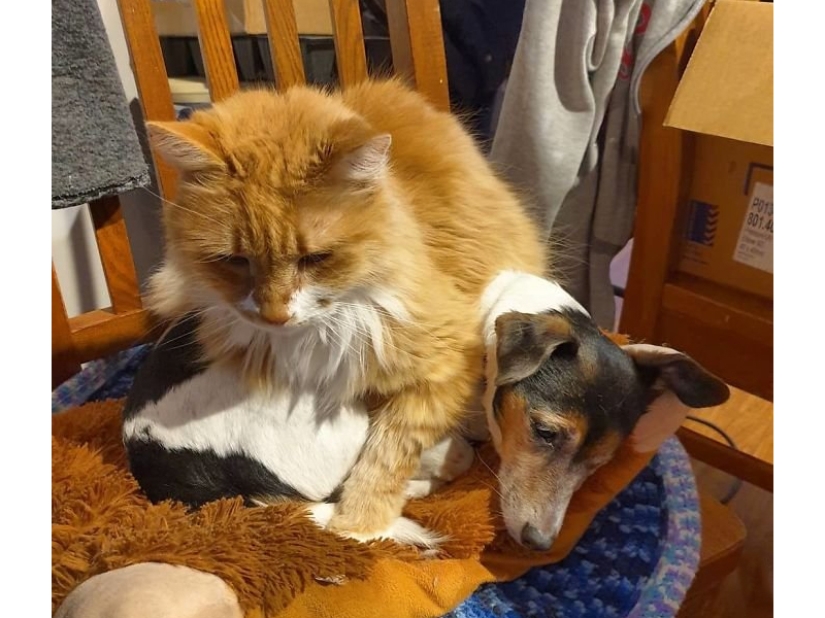 Funny shots of the complicated relationship between cats and dogs Funny shots of the complicated relationship between cats and dogs