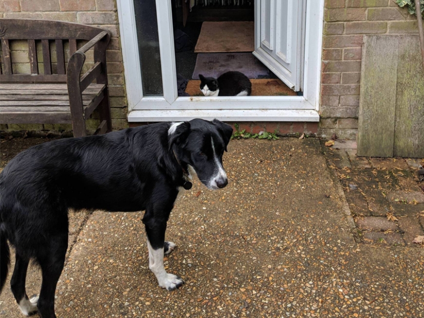 Funny shots of the complicated relationship between cats and dogs Funny shots of the complicated relationship between cats and dogs