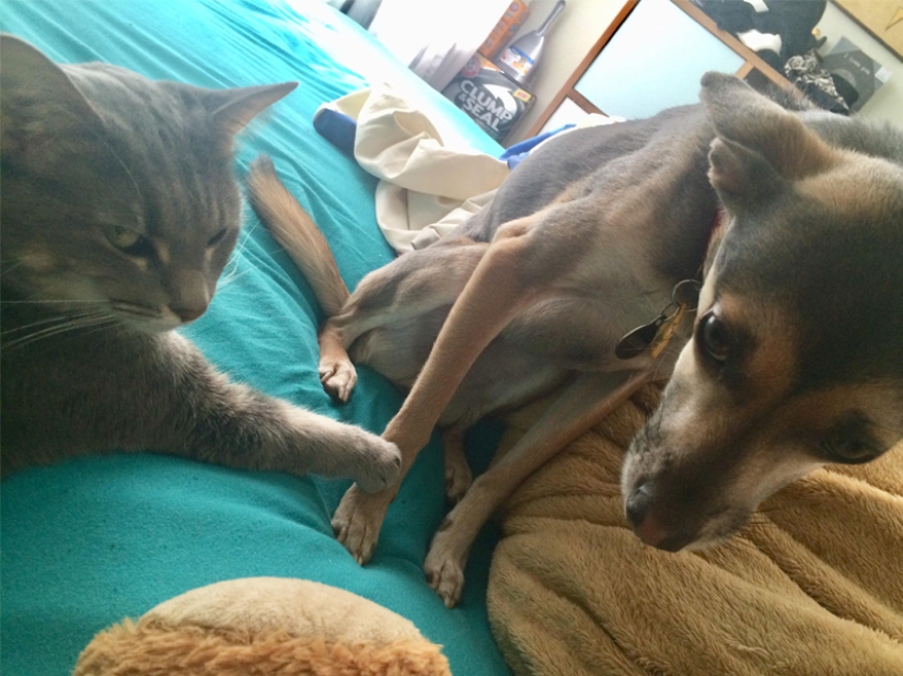 Funny shots of the complicated relationship between cats and dogs Funny shots of the complicated relationship between cats and dogs