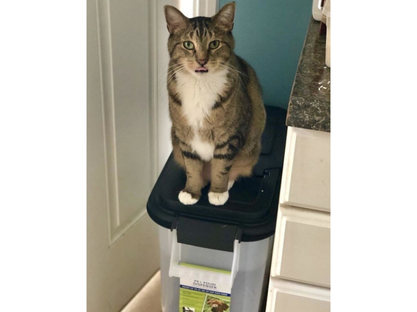 Funny shots of the complicated relationship between cats and dogs Funny shots of the complicated relationship between cats and dogs