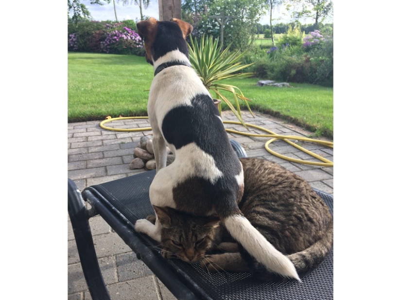 Funny shots of the complicated relationship between cats and dogs Funny shots of the complicated relationship between cats and dogs