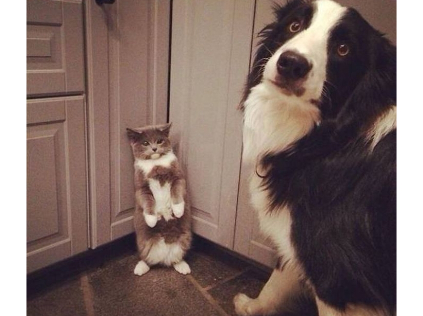 Funny shots of the complicated relationship between cats and dogs Funny shots of the complicated relationship between cats and dogs