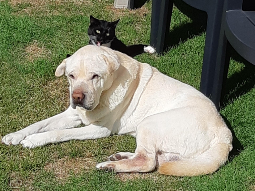 Funny shots of the complicated relationship between cats and dogs Funny shots of the complicated relationship between cats and dogs