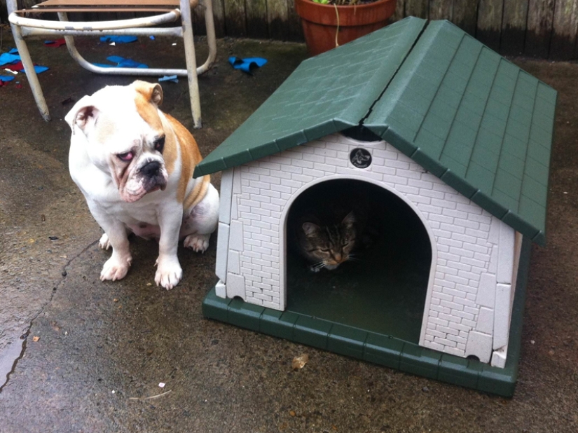 Funny shots of the complicated relationship between cats and dogs Funny shots of the complicated relationship between cats and dogs