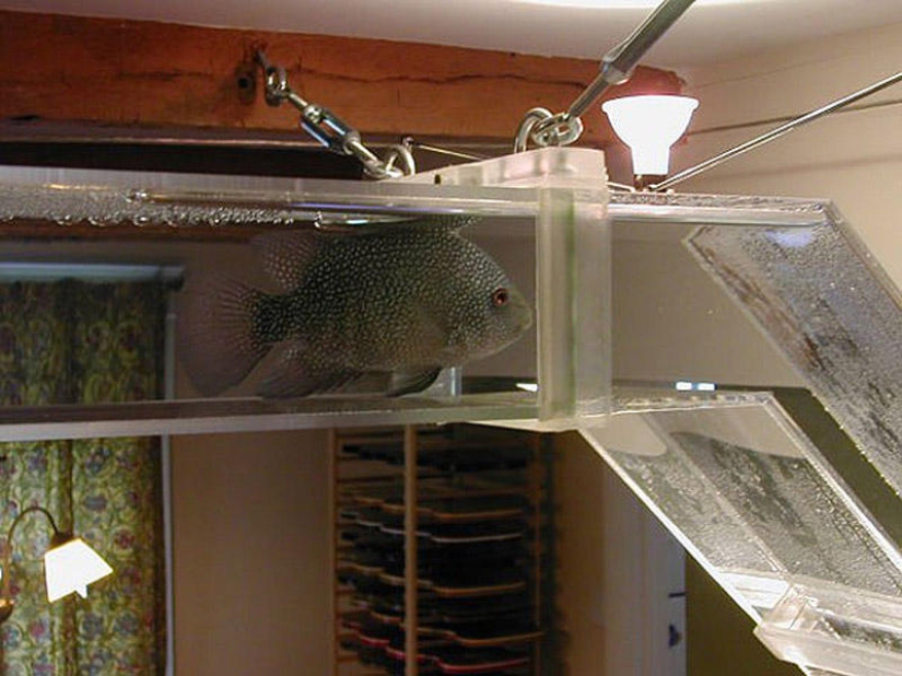 Furniture solutions for animal lovers