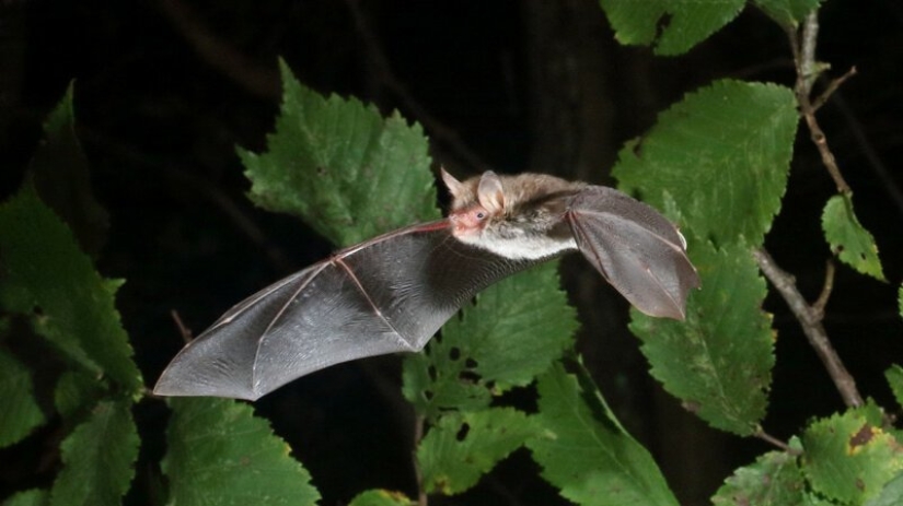 Ganadores del concurso de fotografía Fotógrafo de Vida Silvestre del Año 2017 Ganadores del concurso de fotografía Fotógrafo de Vida Silvestre del Año 2017