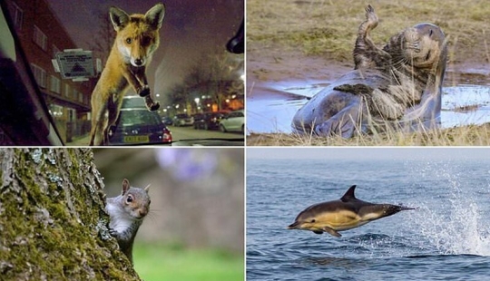 Ganadores del concurso de vida silvestre del Reino Unido