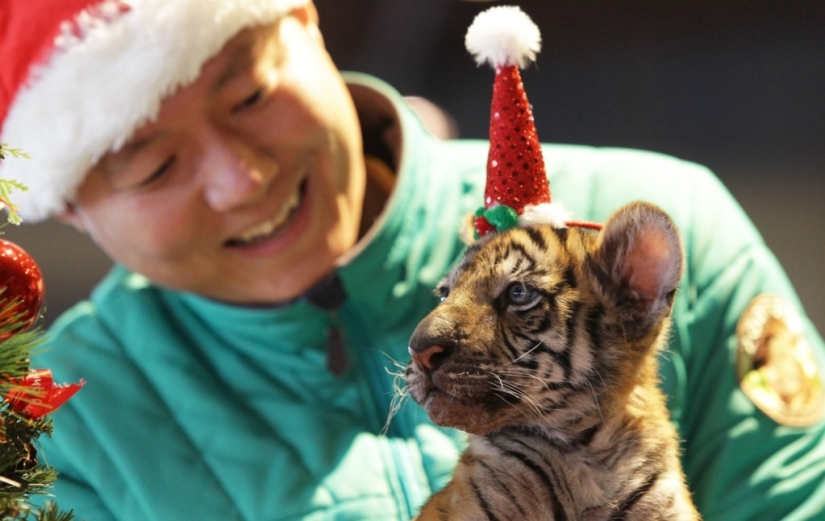 Gatitos navideños Gatitos navideños
