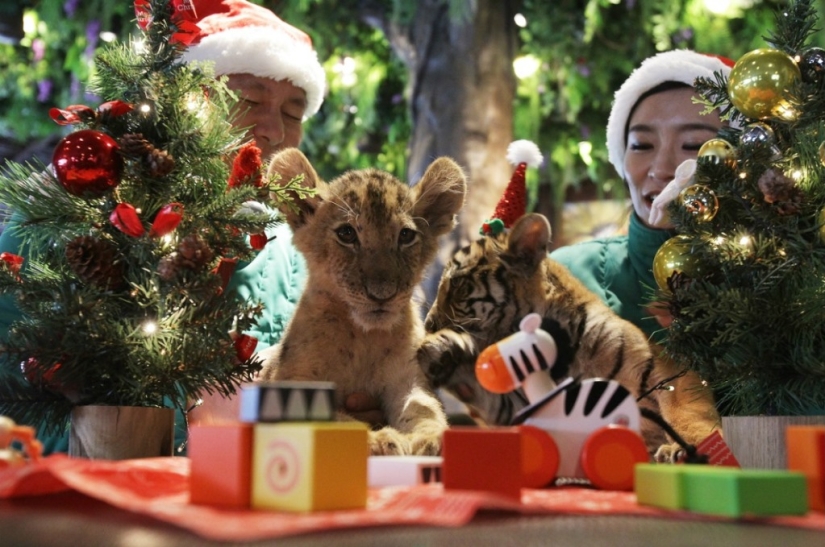 Gatitos navideños Gatitos navideños