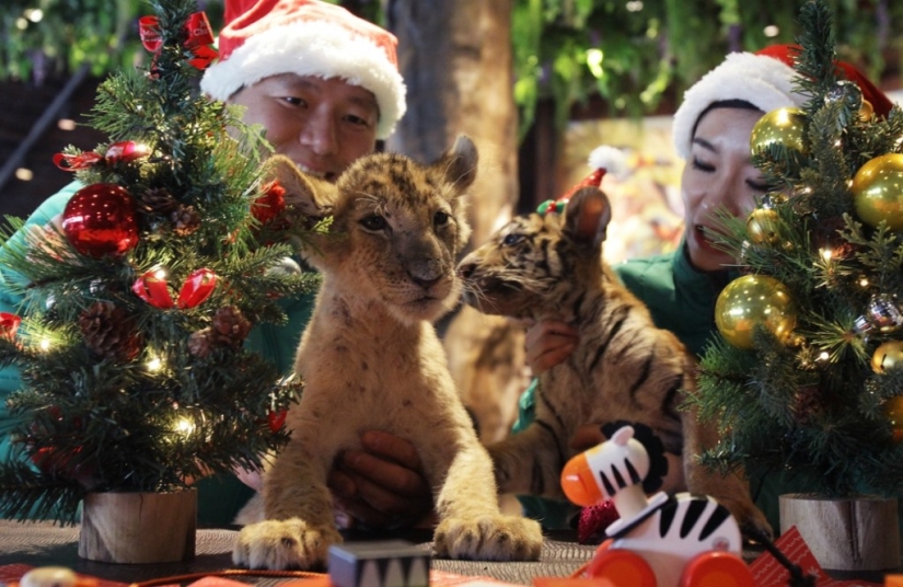 Gatitos navideños Gatitos navideños