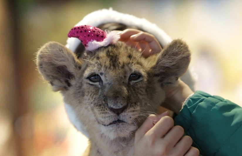 Gatitos navideños Gatitos navideños