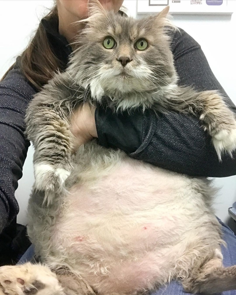 Gato muy gordo Wilford-casi 13 kilos de lindo en busca de un nuevo hogar Gato muy gordo Wilford-casi 13 kilos de lindo en busca de un nuevo hogar
