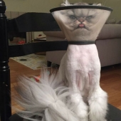 Gatos viciosos que parecen estar tramando el asesinato de su amo