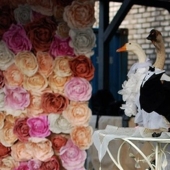Geese were married in Minsk, despite the ban of the authorities