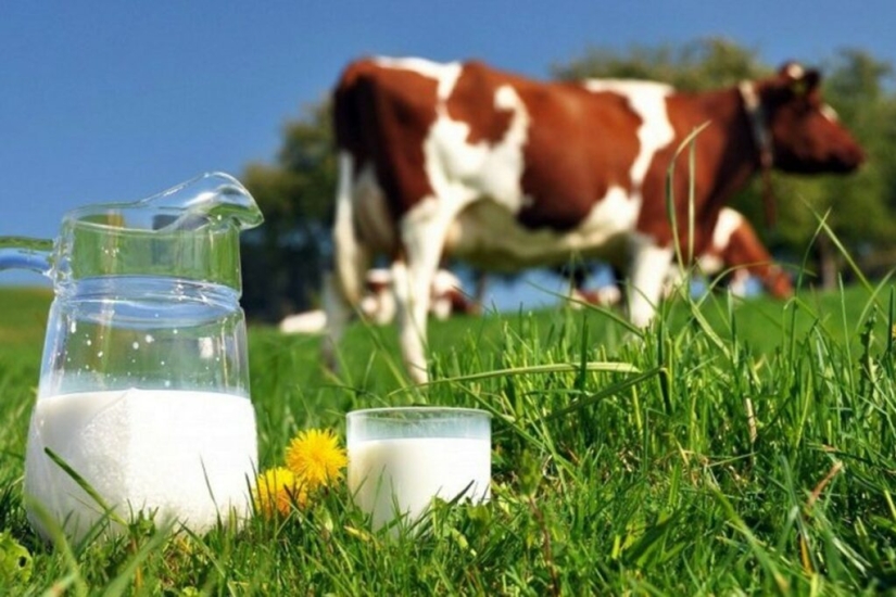 Genetistas chinos recibieron leche humana de vacas
