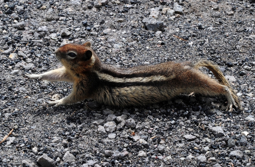 Geysers, bison and other Yellowstone attractions Geysers, bison and other Yellowstone attractions