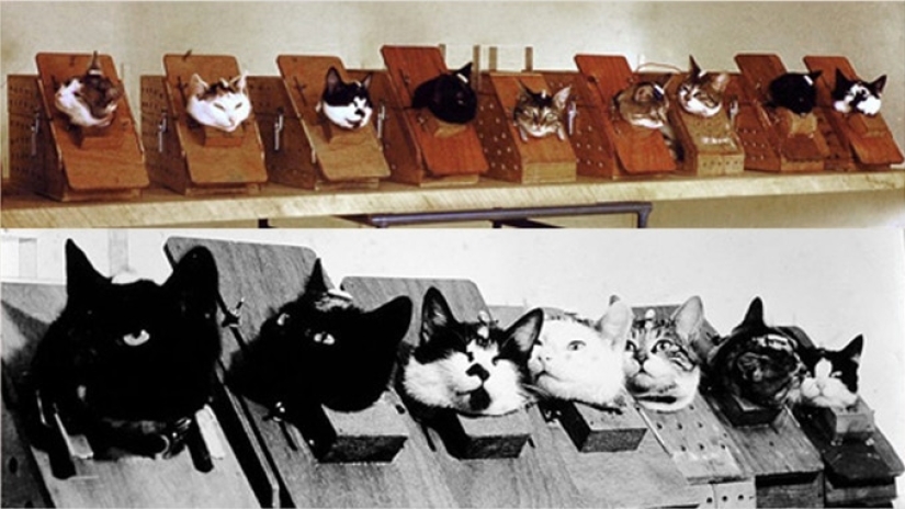 Give me a paw: netizens are raising money for a monument to the cosmonaut cat