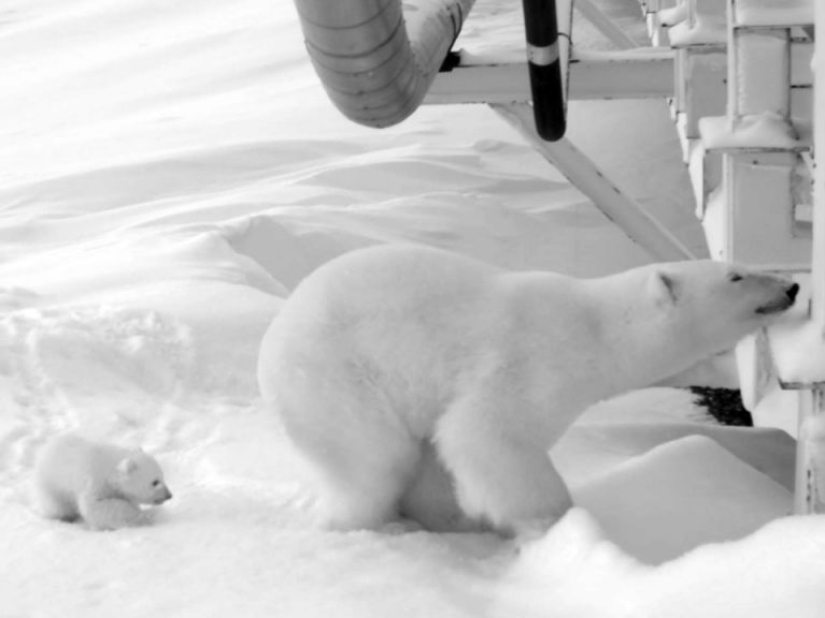 Global warming you can see. 8 signs