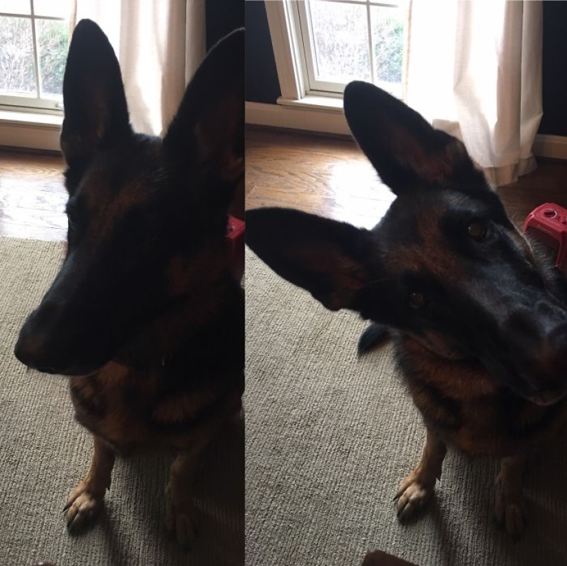 "Good boy": pets before and after the kind words of the owner