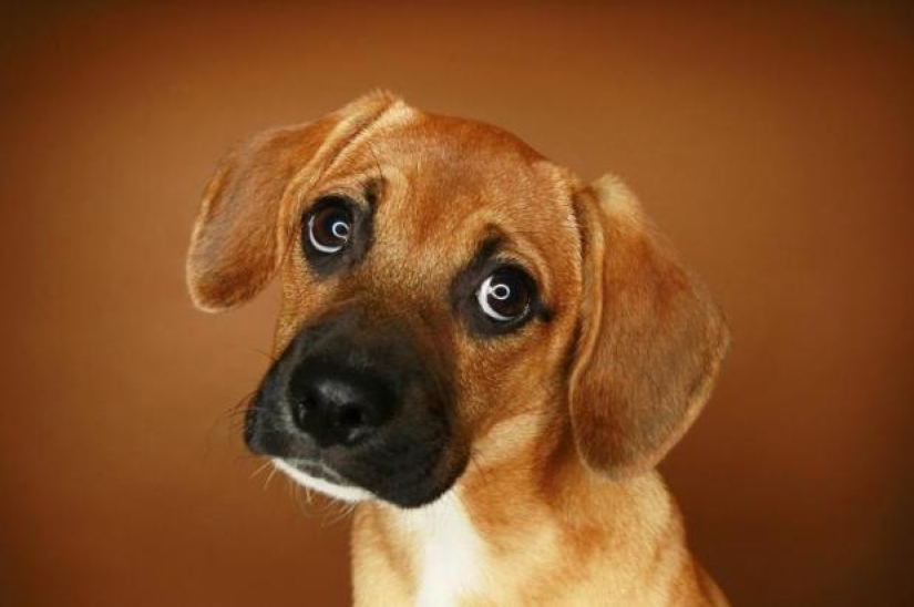 Google cumple 20 años! Y aquí hay más de 20 datos interesantes sobre la compañía que no sabías con certeza