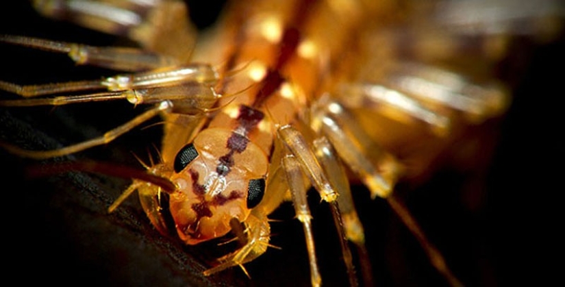 ¡Gracias a Dios que se extinguieron! 25 terribles criaturas que una vez habitaron la Tierra ¡Gracias a Dios que se extinguieron! 25 terribles criaturas que una vez habitaron la Tierra