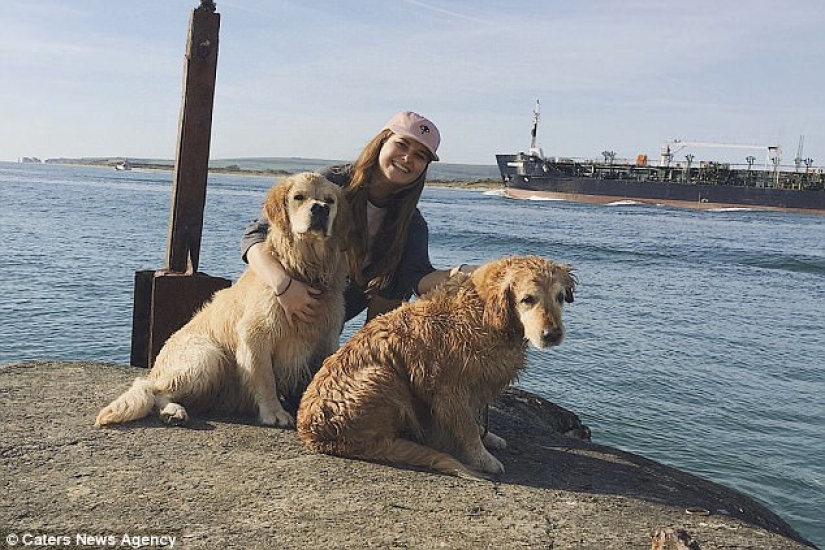 Gracias a la nariz bifurcada, el perro perdiguero encontró una familia