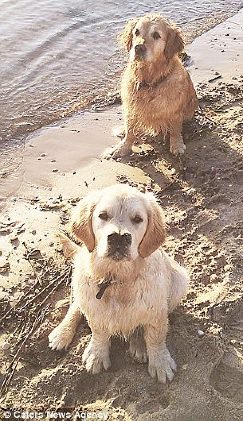 Gracias a la nariz bifurcada, el perro perdiguero encontró una familia