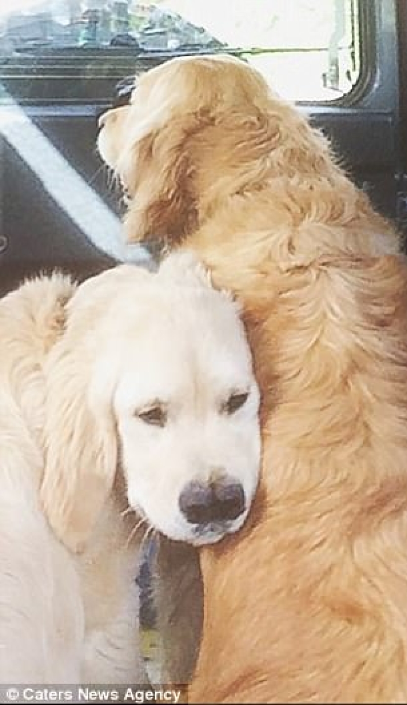 Gracias a la nariz bifurcada, el perro perdiguero encontró una familia