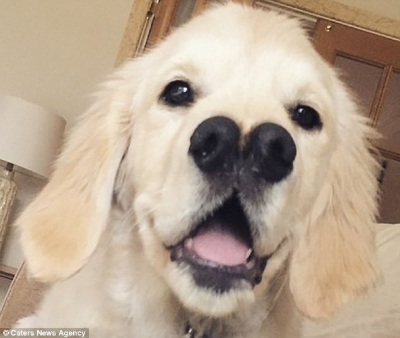 Gracias a la nariz bifurcada, el perro perdiguero encontró una familia