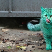 Green cat from Varna