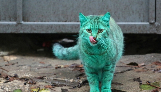Green cat from Varna