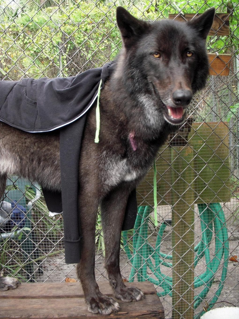 hace 7 años, Yuki el lobo se salvó de la eutanasia, y mira en lo que se ha convertido ahora